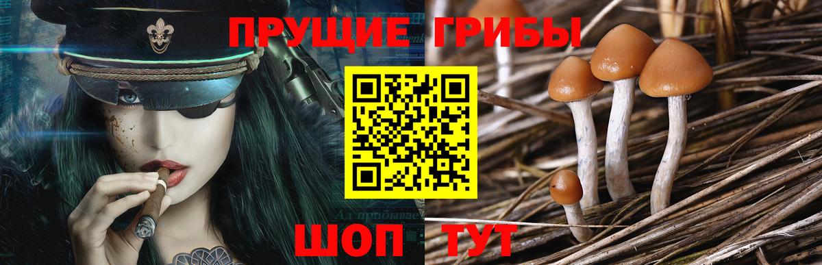 Псилоцибиновые грибы прущие грибы  Вход с VPN  Мегион  Псилоцибиновые грибы Psilocybe 